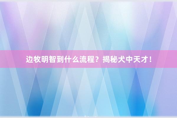 边牧明智到什么流程？揭秘犬中天才！