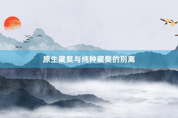 原生藏獒与纯种藏獒的别离